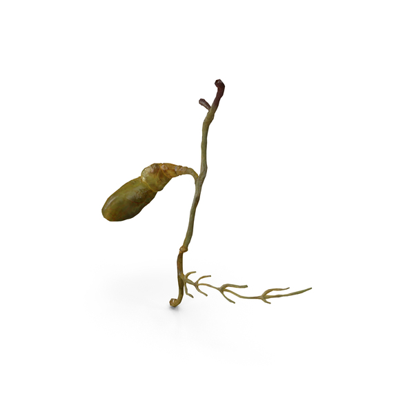 Human Gallbladder System PNG & PSD Images