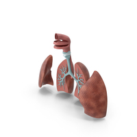 Human Respiratory System Anatomical Model PNG & PSD Images