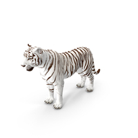White Tiger PNG & PSD Images