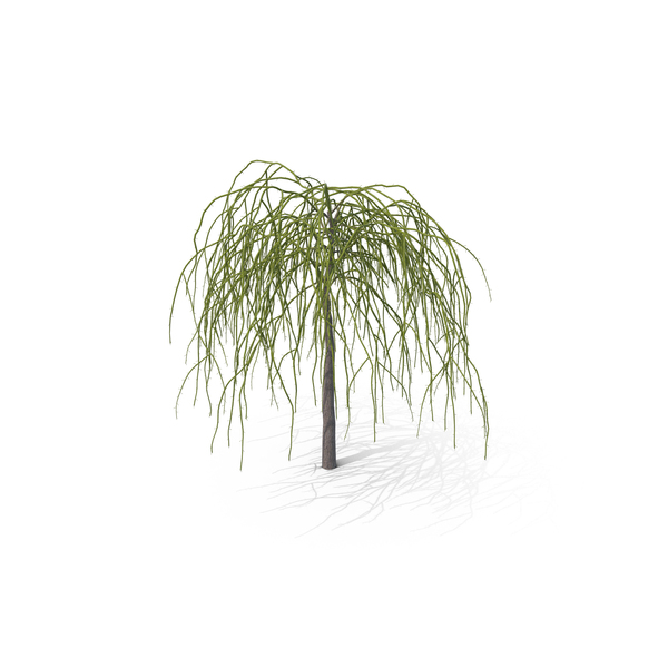Nude Weeping Mulberry PNG & PSD Images