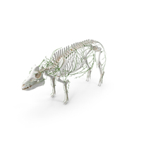 Pig Body Skeleton and Lymphatic System Static PNG & PSD Images