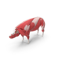 Pig Body Skeleton and Muscles Static PNG & PSD Images