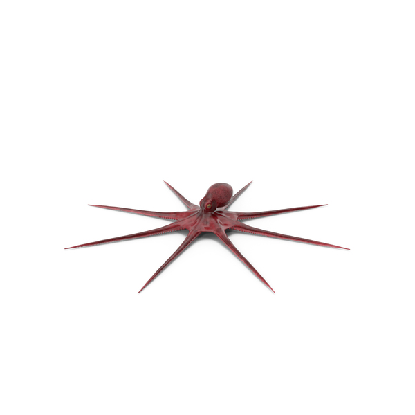 Octopus Vulgaris PNG & PSD Images