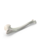 Domestic Cat Humerus Bone PNG & PSD Images