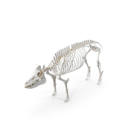 Pig Body Static PNG & PSD Images