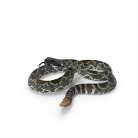 Dark Rattlesnake PNG & PSD Images