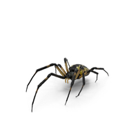 Golden Garden Spider with Fur PNG & PSD Images