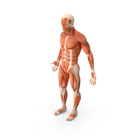 Male Anatomy Muscular System PNG & PSD Images