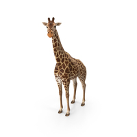 Standing African Giraffe PNG & PSD Images