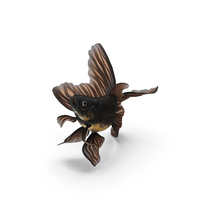 Swimming Black Moor Goldfish PNG & PSD Images