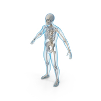 Male Body with Skeleton PNG & PSD Images