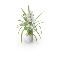 Orchid Pot Flower White Fur PNG & PSD Images