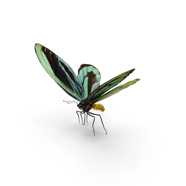 Queen Alexandras Birdwing Flying Pose PNG & PSD Images
