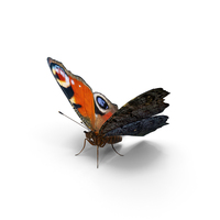 Aglais io or European Peacock Butterfly PNG & PSD Images