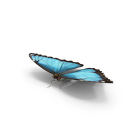 Butterfly Morpho Peleides PNG & PSD Images