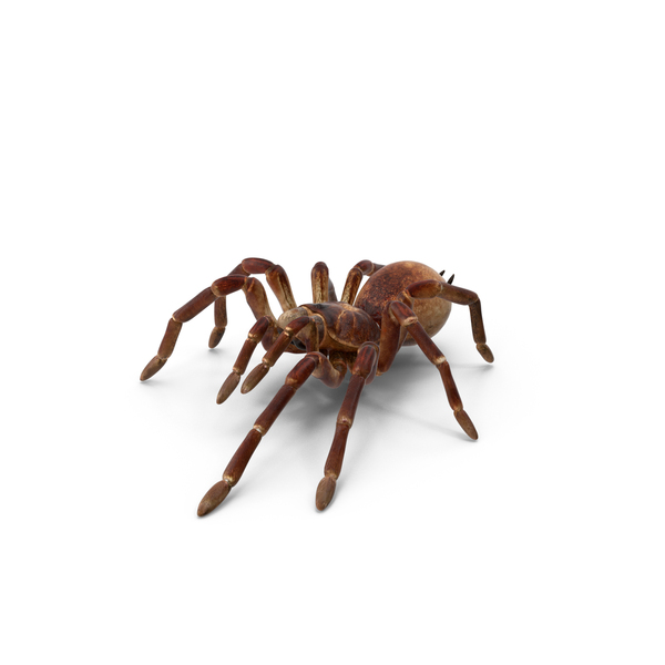 Bird Eating Spider Walking Pose PNG & PSD Images