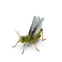 Common Field Grasshopper with Fur PNG & PSD Images