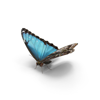 Emperor Butterfly PNG & PSD Images