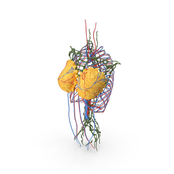Female Breast Anatomy PNG & PSD Images