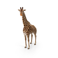 Giraffe Standing Pose Fur PNG & PSD Images