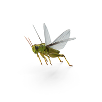 Grasshopper Jumping Pose PNG & PSD Images