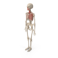 Human Female Skeleton with Respiratory System PNG & PSD Images