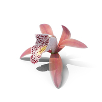 Orchid Flower Pink Fur PNG & PSD Images
