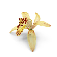 Orchid Flower Yellow Fur PNG & PSD Images