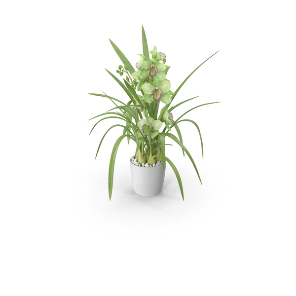 Orchid Pot Flower Green Fur PNG & PSD Images