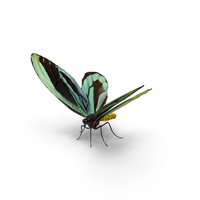 Queen Alexandras Birdwing Butterfly PNG & PSD Images