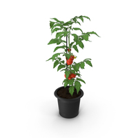 Ripe Tomatoes Fruits and Flowers in Pot Fur PNG & PSD Images
