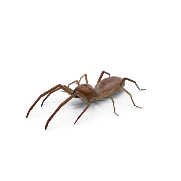 Solifugae or Camel Spider PNG & PSD Images