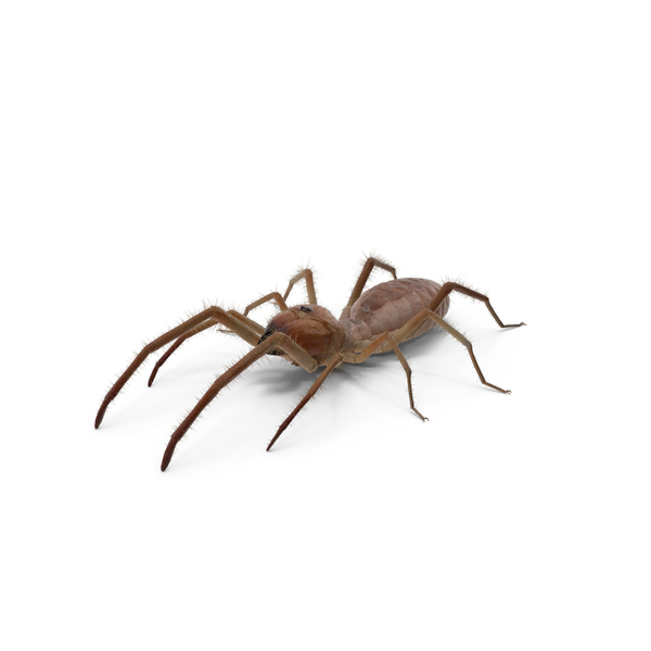 Solifugae Or Camel Spider With Fur PNG & PSD Images