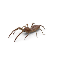 Solifugae Or Camel Spider With Fur PNG & PSD Images