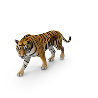 Tiger Walkig Pose PNG & PSD Images