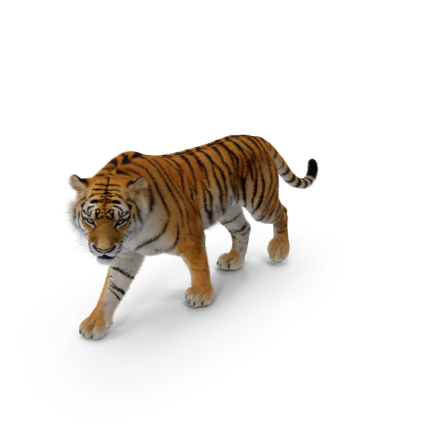 Tiger Walkig Pose with Fur PNG & PSD Images
