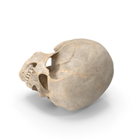 Human Skull PNG & PSD Images