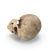 Dirty Human Skull PNG & PSD Images