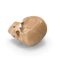 Plastic Human Skull PNG & PSD Images
