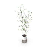 Potted Tree Sapling PNG & PSD Images