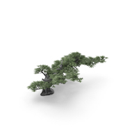 Сonifer Bonsai Tree PNG & PSD Images