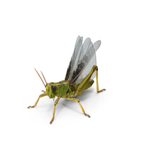 Common Field Grasshopper PNG & PSD Images