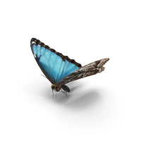 Common Morpho Butterfly PNG & PSD Images