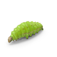 Silkworm Green PNG & PSD Images