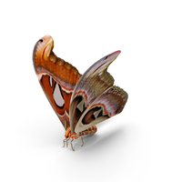 Large Atlas Moth PNG & PSD Images