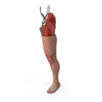 Male Leg Full Anatomy and Skin PNG & PSD Images