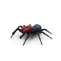Missulena Occatoria Spider PNG & PSD Images