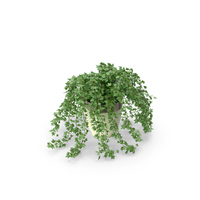 Potted Jade Plant PNG & PSD Images