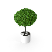 Potted Boxwood PNG & PSD Images