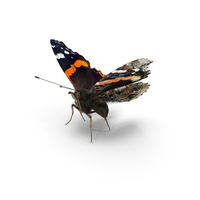 Vanessa Atalanta Butterfly Flying Pose with Fur PNG & PSD Images